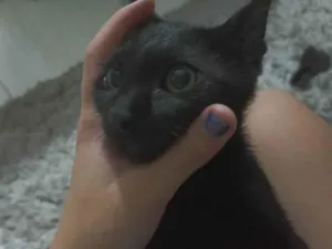 Gato ra a SRD-ViraLata idade 2 a 6 meses nome cafe