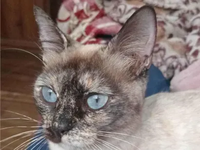 Gato raça SRD-ViraLata idade 7 a 11 meses nome Ester