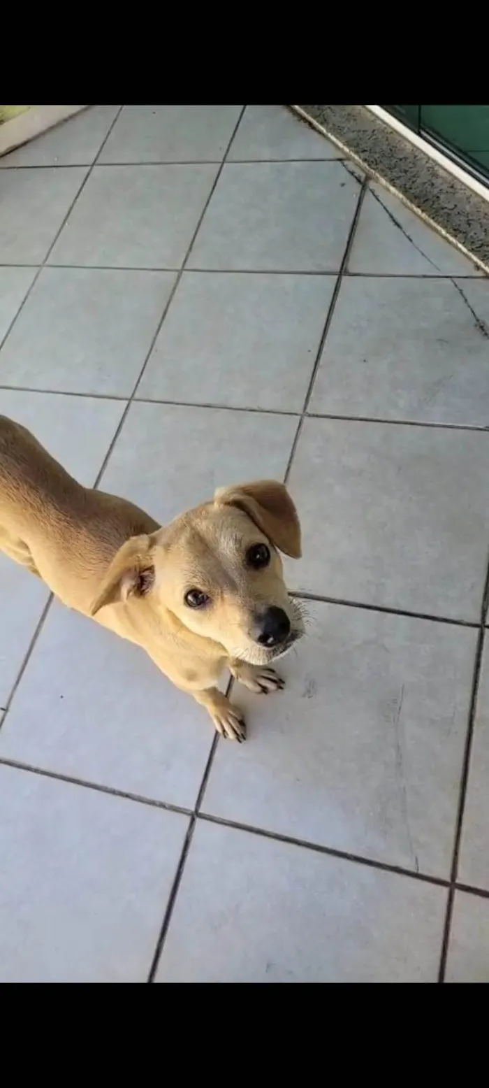 Cachorro ra a SRD-ViraLata idade 1 ano nome Não tem ainda 