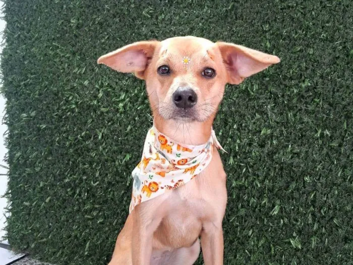 Cachorro ra a SRD-ViraLata idade 1 ano nome Não tem ainda 