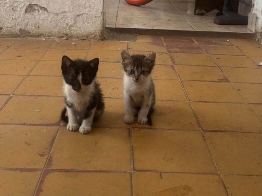 Gato raça SRD-ViraLata idade Abaixo de 2 meses nome livia