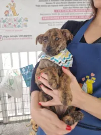 Cachorro ra a SRD-ViraLata idade 2 a 6 meses nome Recife 