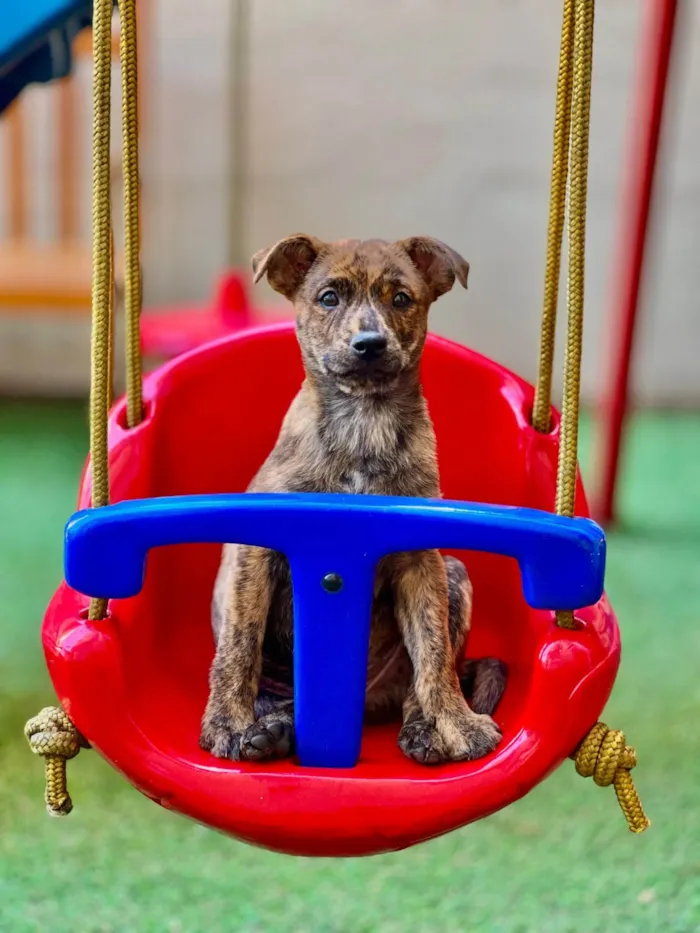 Cachorro ra a SRD-ViraLata idade 2 a 6 meses nome Recife 
