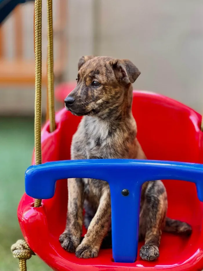 Cachorro ra a SRD-ViraLata idade 2 a 6 meses nome Recife 