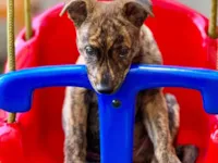 Cachorro ra a SRD-ViraLata idade 2 a 6 meses nome Recife 