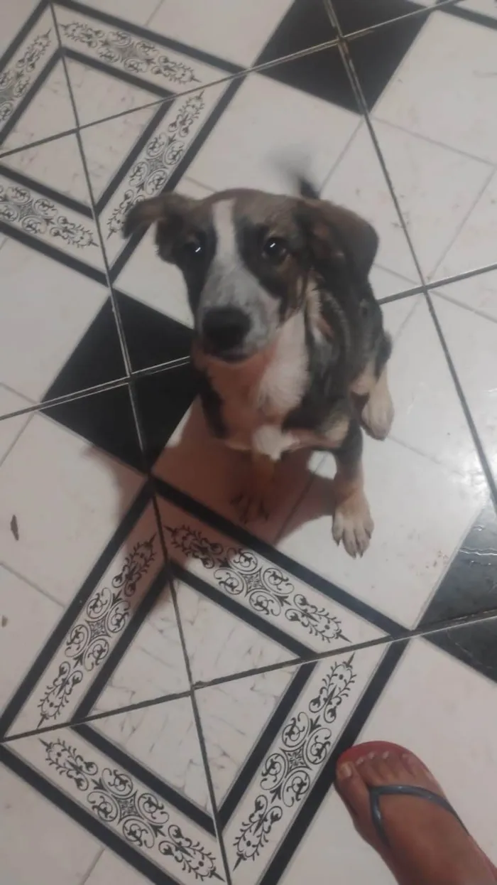 Cachorro ra a SRD-ViraLata idade 2 a 6 meses nome Patrick 