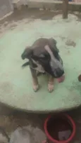 Cachorro ra a SRD-ViraLata idade 2 a 6 meses nome Patrick 