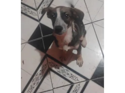 Cachorro raça SRD-ViraLata idade 2 a 6 meses nome Patrick 