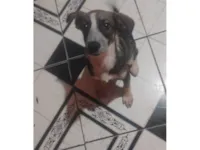 Cachorro ra a SRD-ViraLata idade 2 a 6 meses nome Patrick 