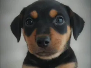 Cachorro ra a SRD-ViraLata idade Abaixo de 2 meses nome Sem nome ainda deixei a escolha te quem vai adotar 