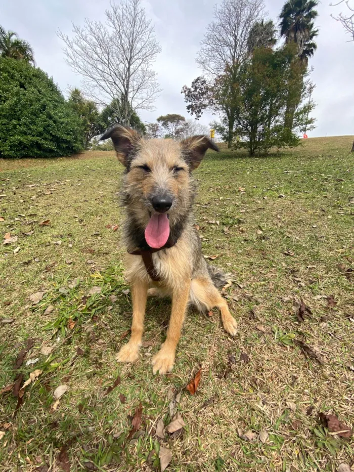 Cachorro ra a SRD-ViraLata idade 2 anos nome Fiapa