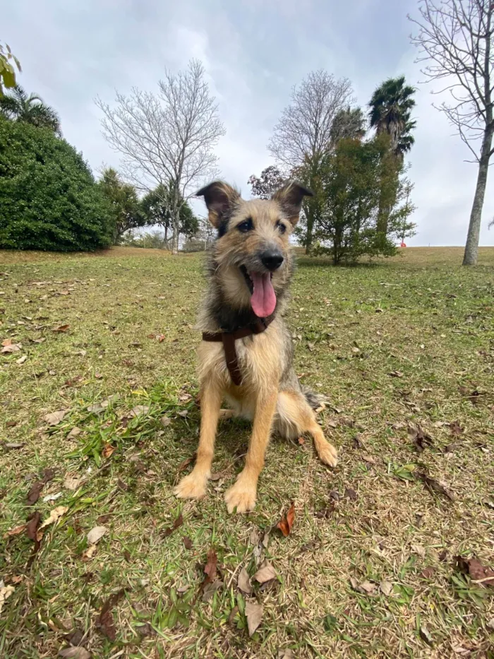 Cachorro ra a SRD-ViraLata idade 2 anos nome Fiapa