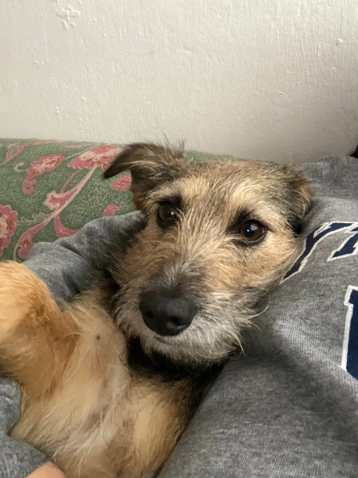 Cachorro ra a SRD-ViraLata idade 2 anos nome Fiapa