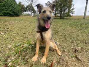 Cachorro raça SRD-ViraLata idade 2 anos nome Fiapa