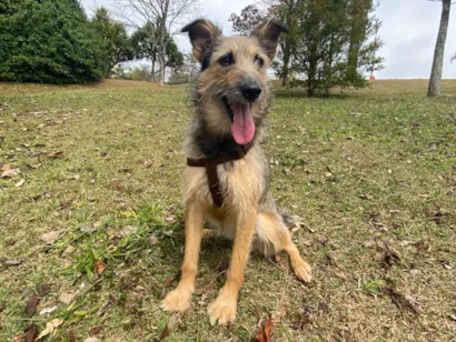 Cachorro raça SRD-ViraLata idade 2 anos nome Fiapa