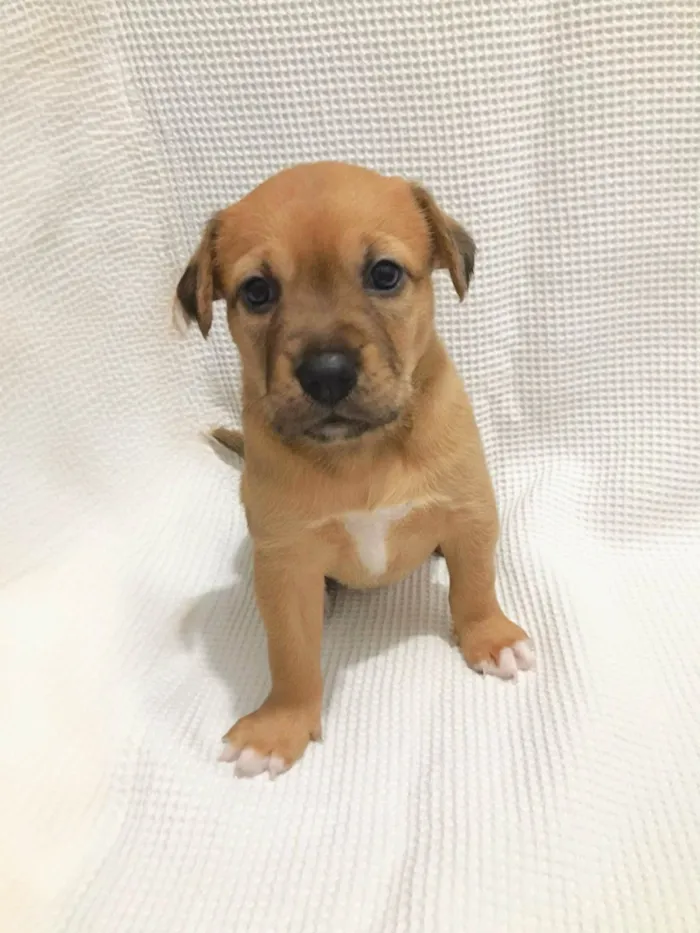 Cachorro ra a SRD-ViraLata idade Abaixo de 2 meses nome Filhotes para doação