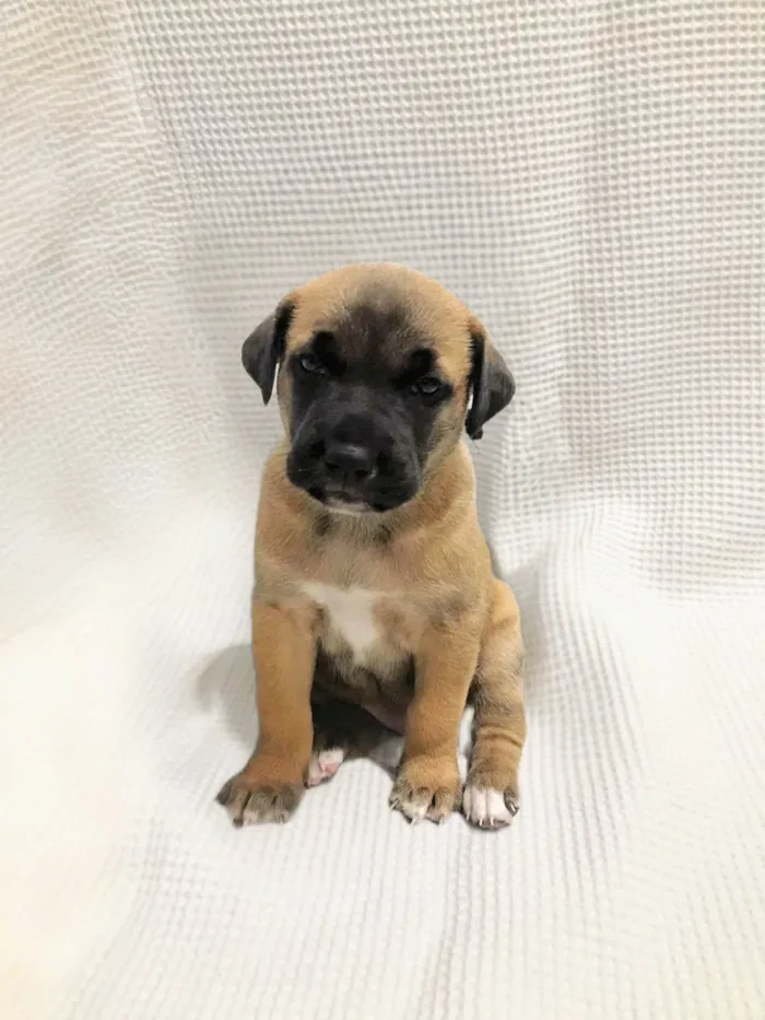 Cachorro ra a SRD-ViraLata idade Abaixo de 2 meses nome Filhotes para doação