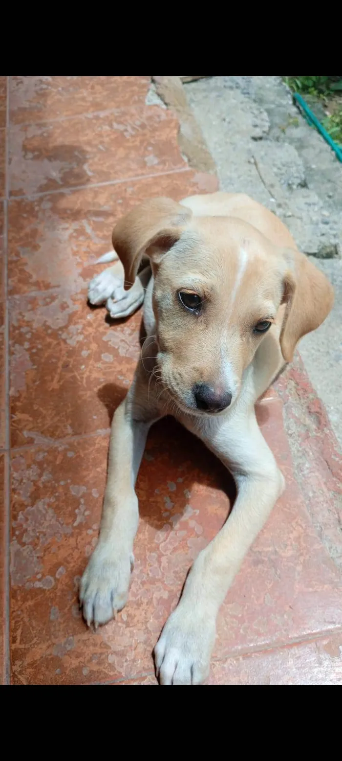 Cachorro ra a SRD-ViraLata idade 2 a 6 meses nome Zeus 