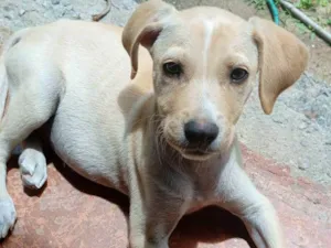 Cachorro ra a SRD-ViraLata idade 2 a 6 meses nome Zeus 