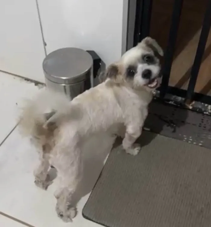 Cachorro ra a Shitzu idade 2 anos nome Não sei o nome