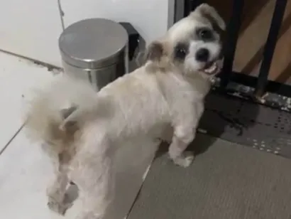 Cachorro raça Shitzu idade 2 anos nome Não sei o nome