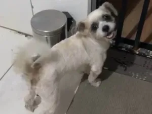 Cachorro ra a Shitzu idade 2 anos nome Não sei o nome