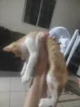 Gato ra a SRD-ViraLata idade 2 a 6 meses nome Lionel