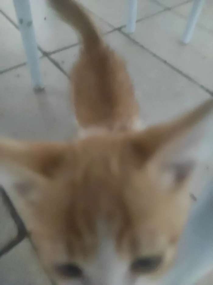 Gato ra a SRD-ViraLata idade 2 a 6 meses nome Lionel