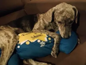 Cachorro ra a SRD-ViraLata idade 1 ano nome Sem nome