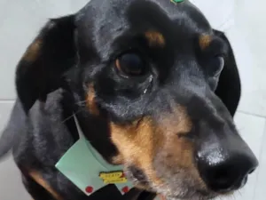 Cachorro raça SRD-ViraLata idade 6 ou mais anos nome Nick