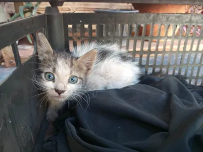 Gato raça SRD-ViraLata idade Abaixo de 2 meses nome Jorginho 