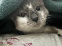 Gato raça SRD-ViraLata idade 1 ano nome Duquesa