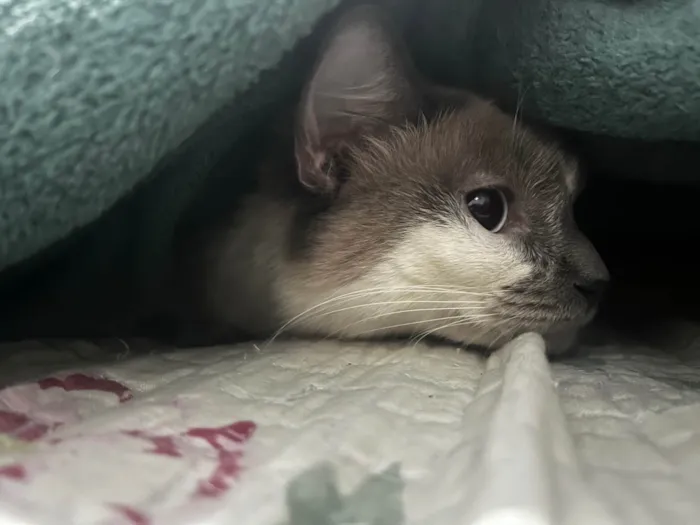 Gato ra a SRD-ViraLata idade 1 ano nome Duquesa