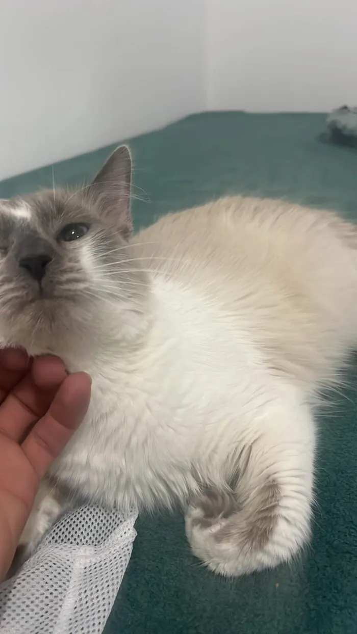 Gato ra a SRD-ViraLata idade 1 ano nome Duquesa