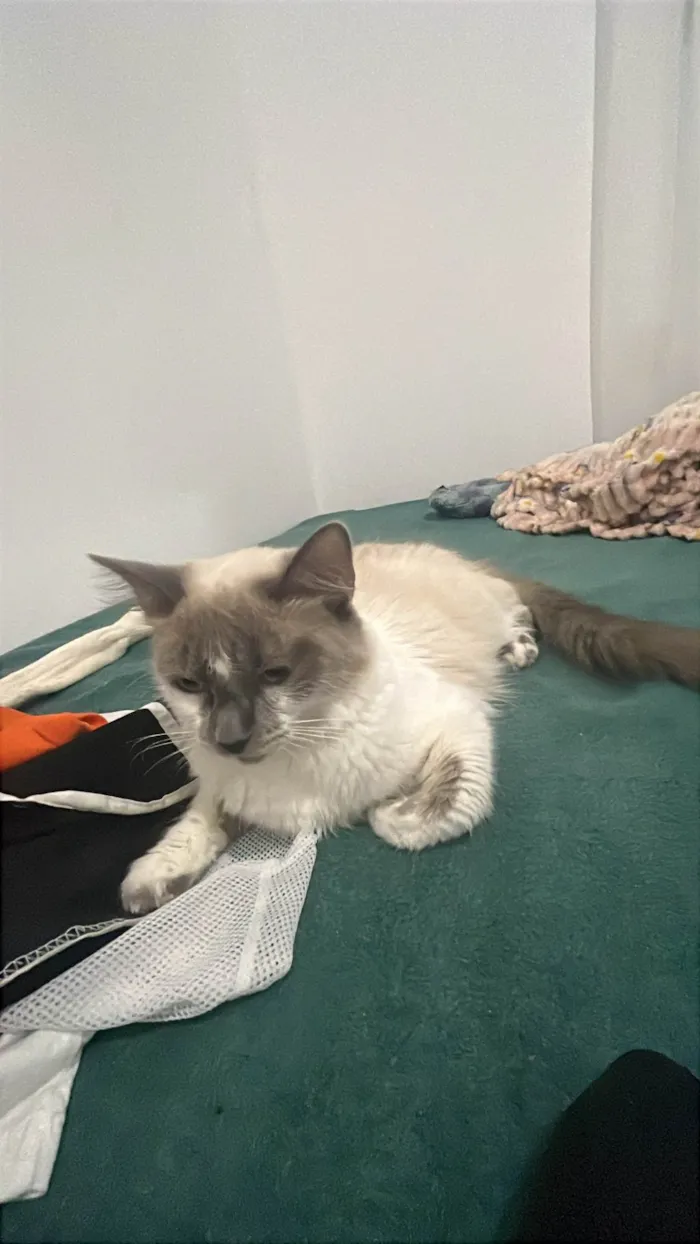 Gato ra a SRD-ViraLata idade 1 ano nome Duquesa