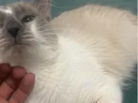 Gato raça SRD-ViraLata idade 1 ano nome Duquesa