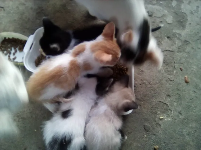 Gato raça SRD-ViraLata idade Abaixo de 2 meses nome Bebes para adocao