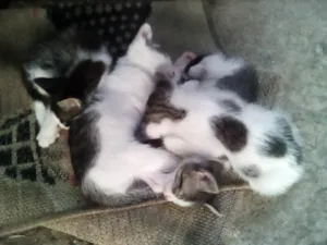 Gato raça SRD-ViraLata idade Abaixo de 2 meses nome Bebes para adocao