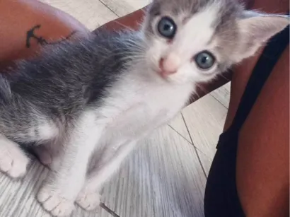 Gato ra a SRD-ViraLata idade Abaixo de 2 meses nome Cristal