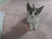 Gato raça SRD-ViraLata idade 2 a 6 meses nome Misty