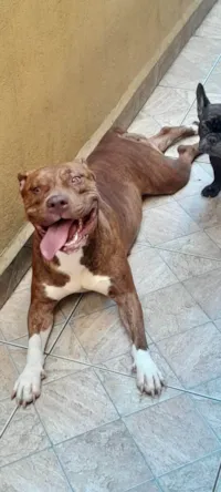 Cachorro ra a Pit-Bull idade 3 anos nome Kiara