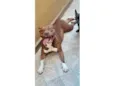 Cachorro ra a Pit-Bull idade 3 anos nome Kiara