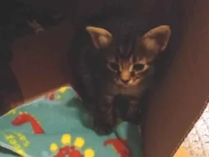 Gato raça Siamês idade Abaixo de 2 meses nome Gatinho