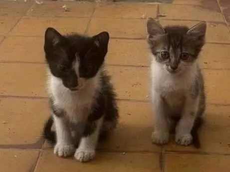 Gato raça SRD-ViraLata idade Abaixo de 2 meses nome livia