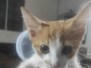 Gato raça SRD-ViraLata idade 2 a 6 meses nome Lionel