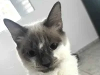 Gato raça SRD-ViraLata idade 1 ano nome Duquesa