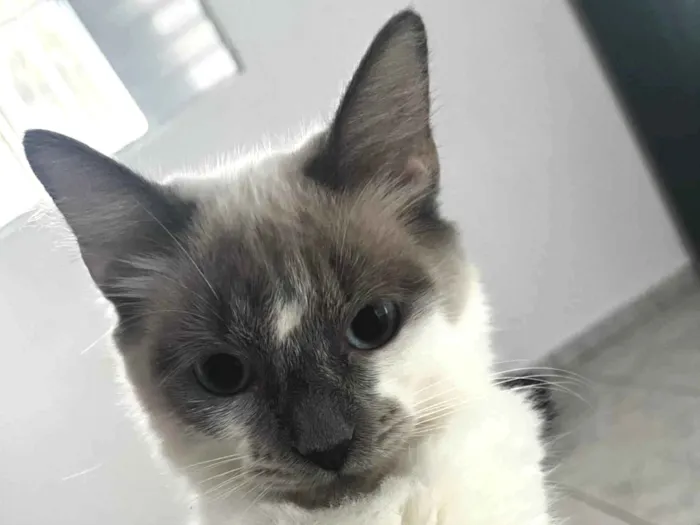 Gato raça SRD-ViraLata idade 1 ano nome Duquesa