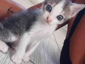 Gato raça SRD-ViraLata idade Abaixo de 2 meses nome Cristal