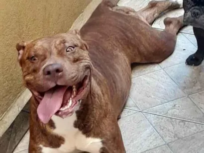 Cachorro raça Pit-Bull idade 3 anos nome Kiara