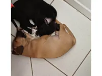 Cachorro ra a SRD-ViraLata idade Abaixo de 2 meses nome Akai e akira